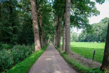 Fototapeta na wymiar country road near Elburg, Gelderland province, The Netherlands