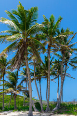 Fototapeta na wymiar Tropical landscape. Palm trees, the Caribbean sea and white sand. Vacation in Mexico.