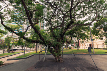 A tree against skyscrapers by spring day