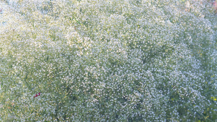 Snow-white numerous small flowers of gypsophila create an airy white cloud background