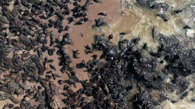 Flight over fur seals colony at the Cape Cross
