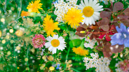 Wild different beautiful flowers in the meadow with very soft focus and copy space and blurred background