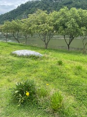 the trees and flowers by the river