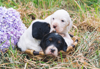 Three small English setter puppies in a basket on grass. Copy space.