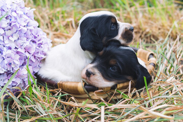 Two cute black and white English setter puppies in a basket on grass. Copy space.