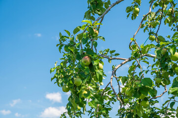実りゆくりんご　安曇野市