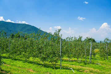 夏の安曇野のりんご畑
