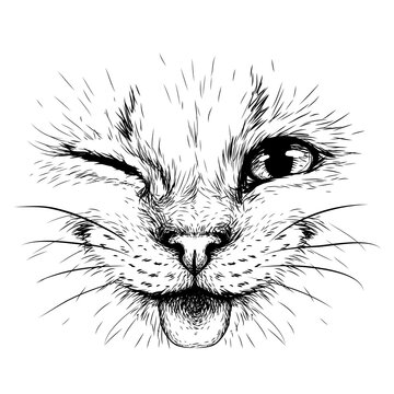 Funny Cat. Creative design. Graphic portrait of a smiles cat in close-up on a white background. Digital vector graphics.