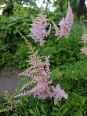 a delicate beautiful rare blooming pink fluffy Astilbe on a blurry background of a flower bed. Floral Wallpaper