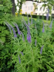 Blurred floral background with medicinal Veronica longifolia plant with small purple flowers on a long stem in the park on a sunny summer day.Floral Wallpaper