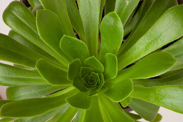Aeonium Canariense beautiful rosette of green leaves, close up. Succulent plants of Aeonium Arboreum
