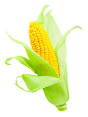 ear of corn isolated on white background