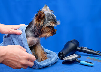 yorkshire terrier after washing in a towel next to a hair dryer, comb on a blue background
