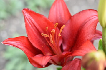 Lily Corallo LA-hybrid bright red flowers in the garden