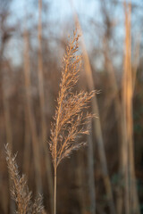 Fototapeta premium Grashalm bei Sonnenuntergang