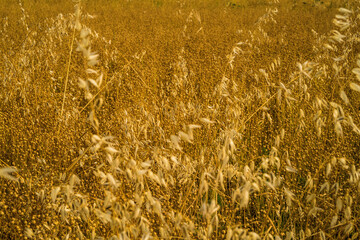 golden wheat field background