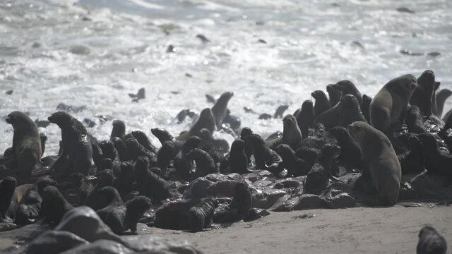 Fur seals colony at the Cape Cross in Atlantic ocean coast