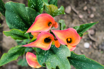 Close up of colorful flowering Calla lily, Zantedeschia aethiopica. Defocused