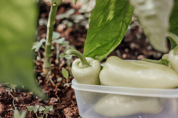 Green peppers from the greenhouse.
