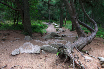Hiking trail in the forest. Woods in Cairngorms, Aberdeenshire, Scotland, UK