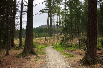 Hiking trail in the forest. Woods in Cairngorms, Aberdeenshire, Scotland, UK