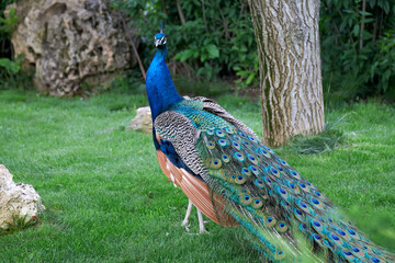 Naklejka premium Bright photo of a peacock walking on the green grass