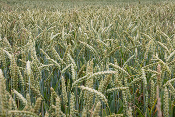 A field of unripe green wheat. The flour obtained from wheat grains is used for baking bread, making beer, vodka, and also whiskey.