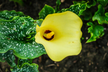 Close up of colorful flowering Calla lily, Zantedeschia aethiopica. Defocused