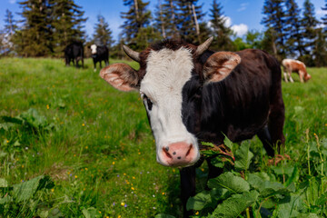 Fototapeta na wymiar a young dark brown bull with a white spot on its face, small horns, grazing under a blue sky on a green mountain meadow with small yellow flowers, surrounded by fir trees. close-up