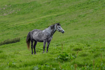 Obraz na płótnie Canvas a gray spotted horse with a short mane stands grazing on a green hill