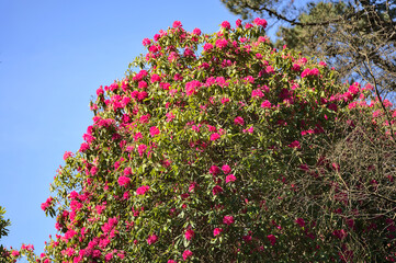 Beautiful view of spring pink wild rhododendron blooming flowering big tree with blue sky in Howth Rhododendron Gardens, Dublin, Ireland. Copy space. Soft and selective focus. Ireland wildflowers