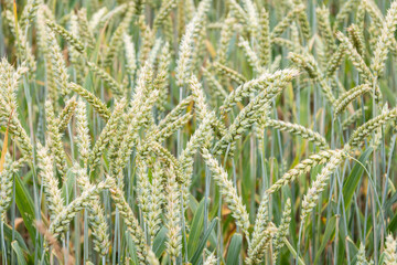 A field of unripe green wheat. The flour obtained from wheat grains is used for baking bread, making beer, vodka, and also whiskey. Close-up