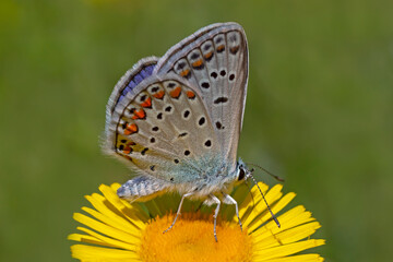 close up of blue lycaenidae butterfly sitting on yellow flower