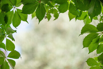 Parthenocissus quinquefolia - Virginia creeper in the garden
