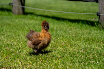 Silk chicken hens (silkie - Wugu-ji - Chinese silk chicken) on a beautifull green grass near a farm with various silk chickens in different and beautifull colours on a sunny day	
