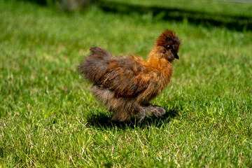 Silk chicken hens (silkie - Wugu-ji - Chinese silk chicken) on a beautifull green grass near a farm with various silk chickens in different and beautifull colours on a sunny day	
