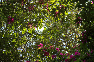 Beautiful closeup view of dark green leaves of spring pink wild rhododendron blooming flowering tree in Howth Rhododendron Gardens, Dublin, Ireland. Soft and selective focus. Ireland wildflowers