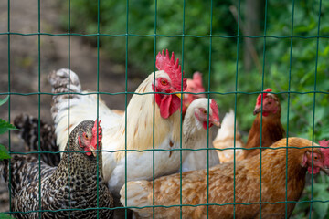 Chickens behind a fence looking at the camera with beautifull colours and a male cock and some hens