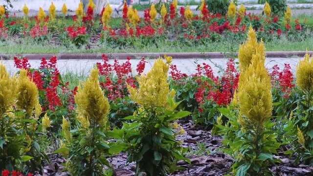 Two parallel flower beds, and between them a footpath. In the background there is a roadway with cars. B roll. Town