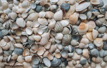 Many large beautiful seashells are laid out evenly on a white background. Natural texture, top view.