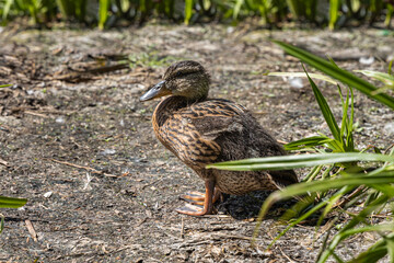 Brown little duck is in the summer park by a pond