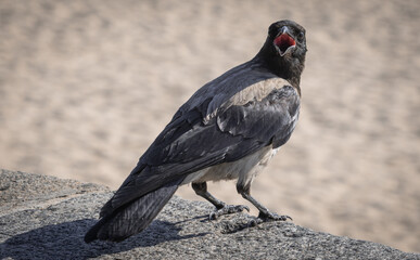 crow on the ground