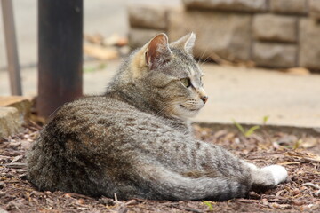 Obraz premium Resting cat lying down near pole