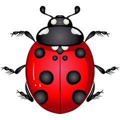 Vector illustration with insect beetle. Set isolated on white background. Ladybird, ladybug beetle