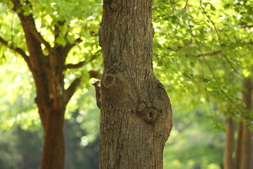Tree with large knot bulge and cute squirrel climbing up in park forest