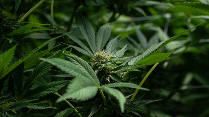 close up shot of marihuana bud blooming