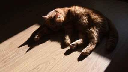 Red tabby cat trying to nap on wooden floor in bright sunlight with black shadows. Furry ginger cat silhouette. Selective focus on triangle shadows of cat ears. Pet behavior in anxiety emotions