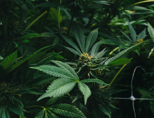 close up shot of marihuana bud blooming
