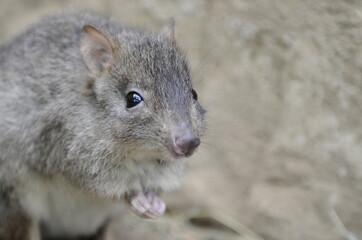 Bürstenschwanz-Rattenkänguru