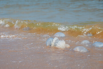 many jellyfish on the beach of the sea in summer. High quality 